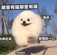 聚众吸猫 传奇sf新宠登场